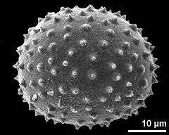 hydrated pollen grain