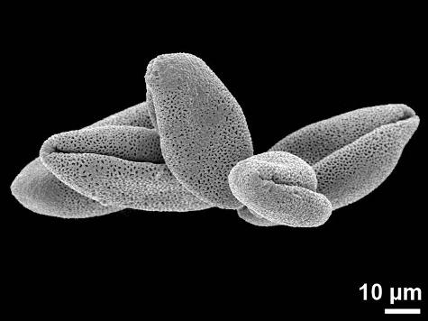 dry pollen