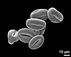 dry pollen grains