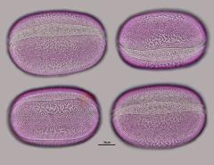 hydrated pollen