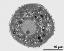 cross section of pollen grain