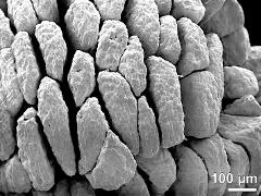 massulae (forming pollinium)