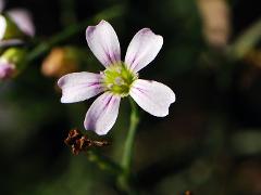 flower(s)