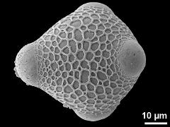 proximal polar view