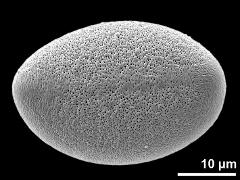 polar proximal view