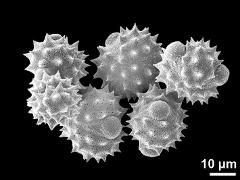 hydrated pollen grains