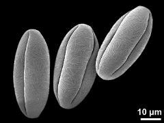 dry pollen grains