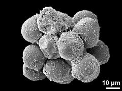 hydrated pollen grains