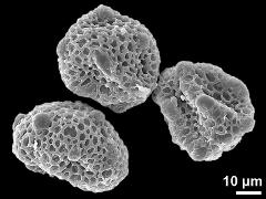 dry pollen grains