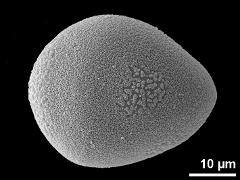 pseudomonad,equatorial view