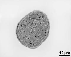 pollen grain in cross section