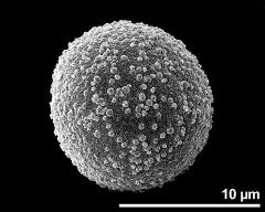 hydrated pollen grain