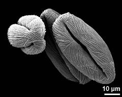 dry pollen grains