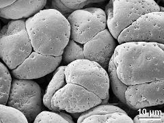 hydrated tetrads (forming pollinium)