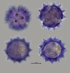 hydrated pollen