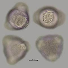 hydrated pollen