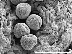 dry pollen grains