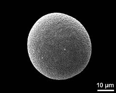 hydrated pollen grain