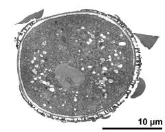 pollen grain in cross section