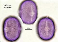 hydrated pollen