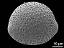 hydrated pollen