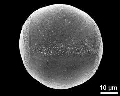 hydrated pollen grain