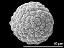 hydrated pollen grain