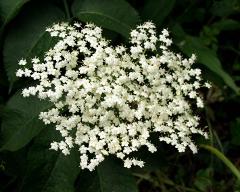 flowers of Sambucus nigra