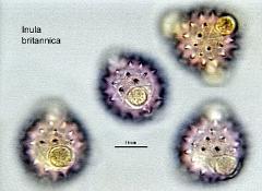 hydrated pollen