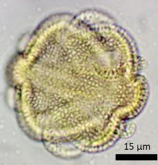 acetolyzed pollen,oblique polar view