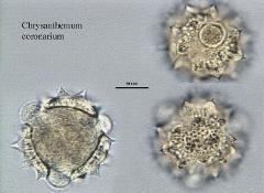 hydrated pollen