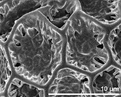 exine surface of dry pollen grain