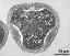 pollen grain in cross section