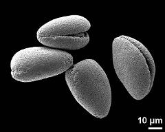 dry pollen grains