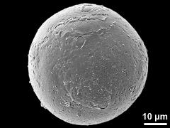 hydrated pollen grain