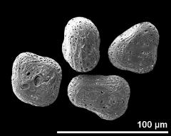 hydrated tetrads