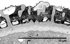 pollen wall coated with pollenkitt and pollen coating vesicles (PCV)