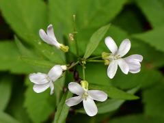 inflorescence(s)