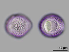 equatorial view,hydrated pollen