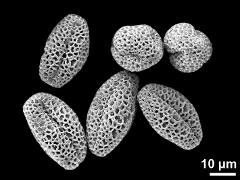 dry pollen grains