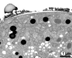 cross section of pollen wall, pollenkitt