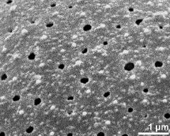 exine surface
