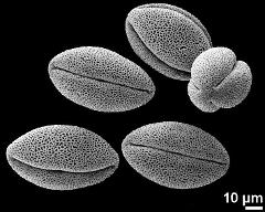 dry pollen grains