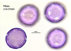 hydrated pollen