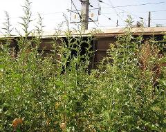 habitus