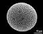 hydrated pollen grain