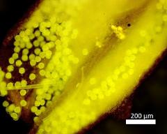pollen inside anther under fluorescent light