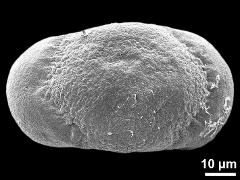 polar proximal view