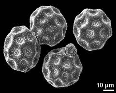 dry pollen grains