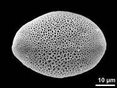 polar proximal view